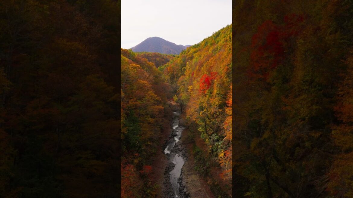 Autumn Colours in the Nakatsugawa Valley 🍂