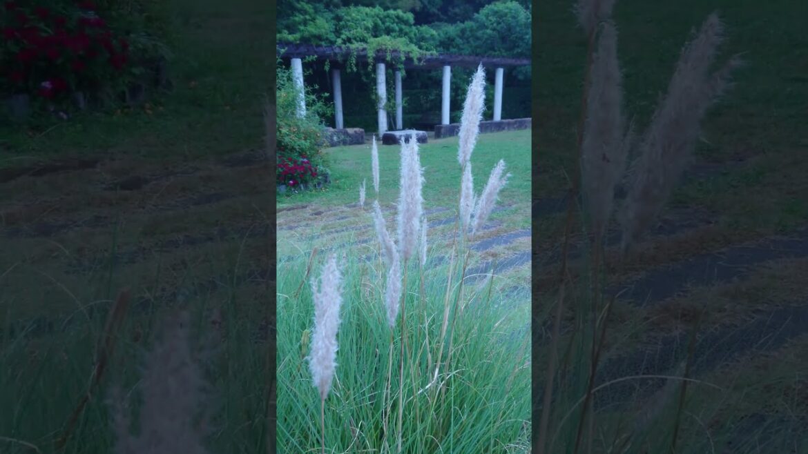 #nature #green #japan #japanesegarden #japantrip #park #botanical #trip #garden #plants #sleep #ASMR