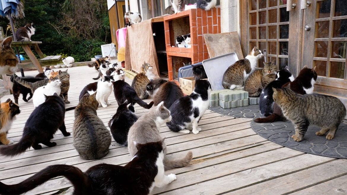 I Visited Japan’s Cat Island! I Visited Japan's Cat Island!
