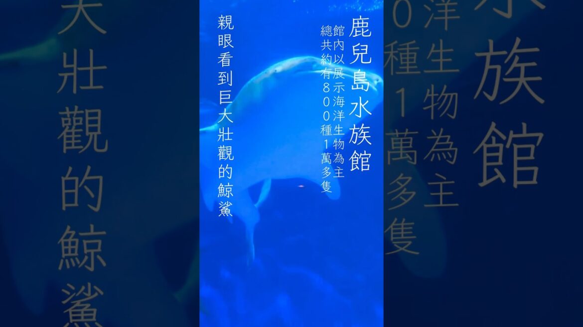 鹿兒島水族館 展示着這海域的生態多樣性