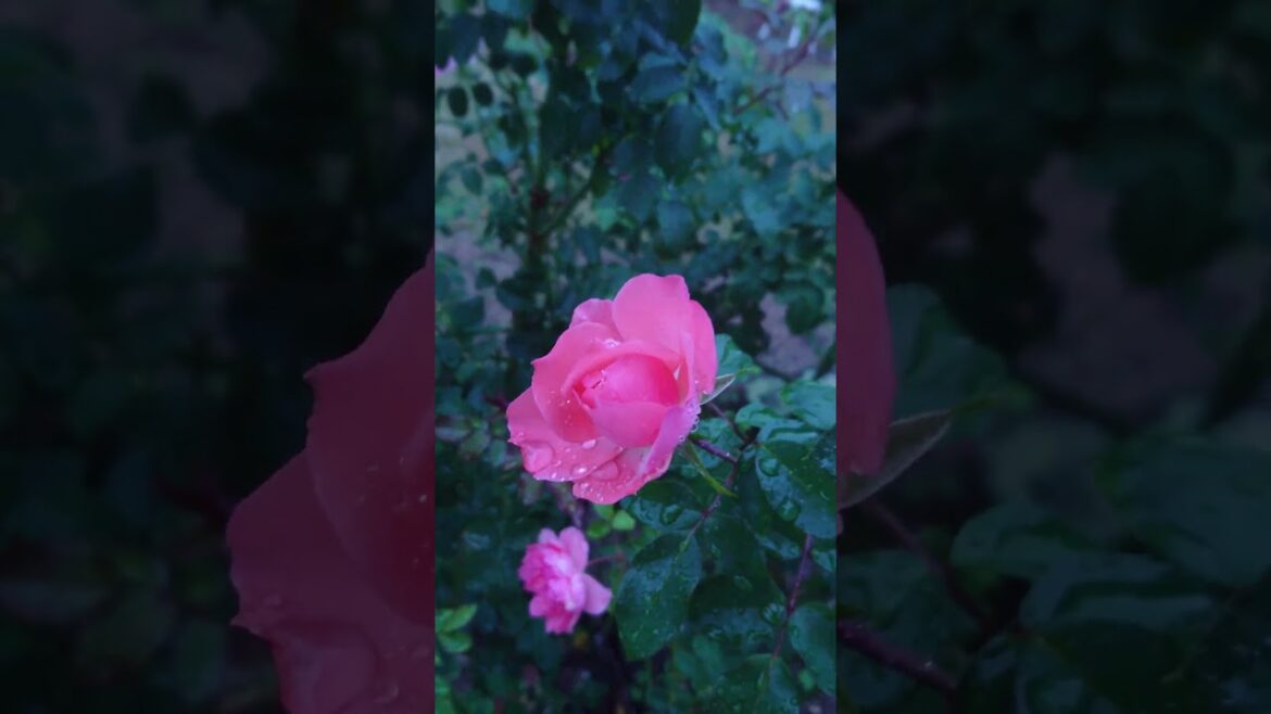 #nature #green #japan #japanesegarden #japantrip #park #botanical #trip #garden #plants #sleep #ASMR