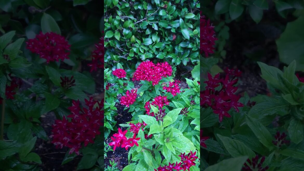 #nature #green #japan #japanesegarden #japantrip #park #botanical #trip #garden #plants #sleep #ASMR