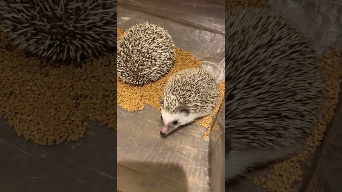Hedgehog Cafe in Tokyo #japan #shorts