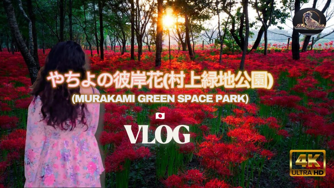 やちよの彼岸花(村上緑地公園) / Murakami Green Space Park / AKI`S WORLD..🇯🇵