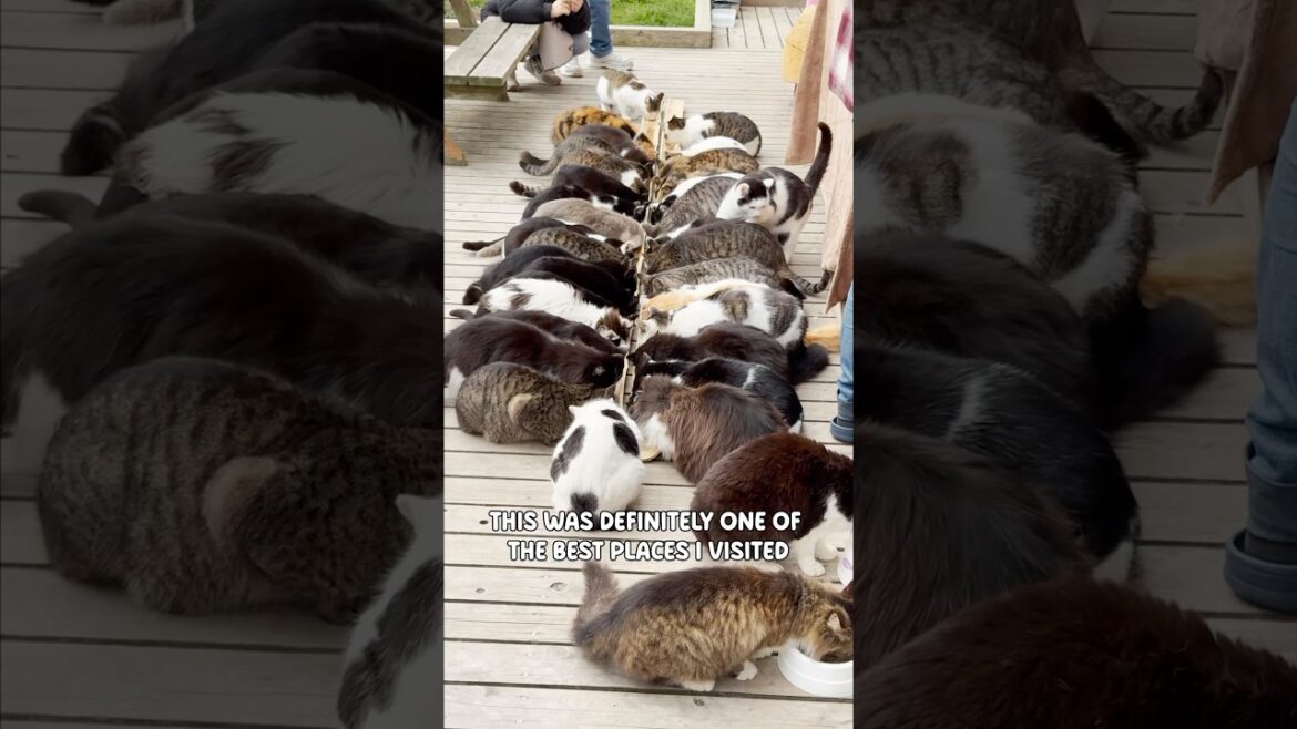 This is Japan’s Tashiro Cat Island… 🐈 #shorts #japan #travel #cat #island This is Japan’s Tashiro Cat Island… 🐈 #shorts #japan #travel #cat #island