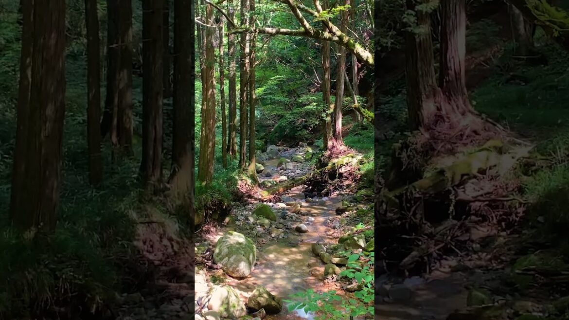 Streams, rivers and waterfalls through the mountains. 🏞️ #nakatsugawa #hiking #trail #japan