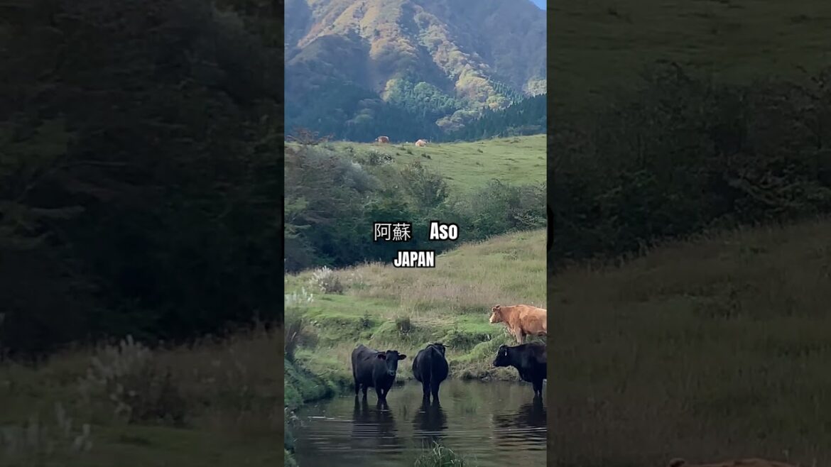 阿蘇、放牧　aso grazing