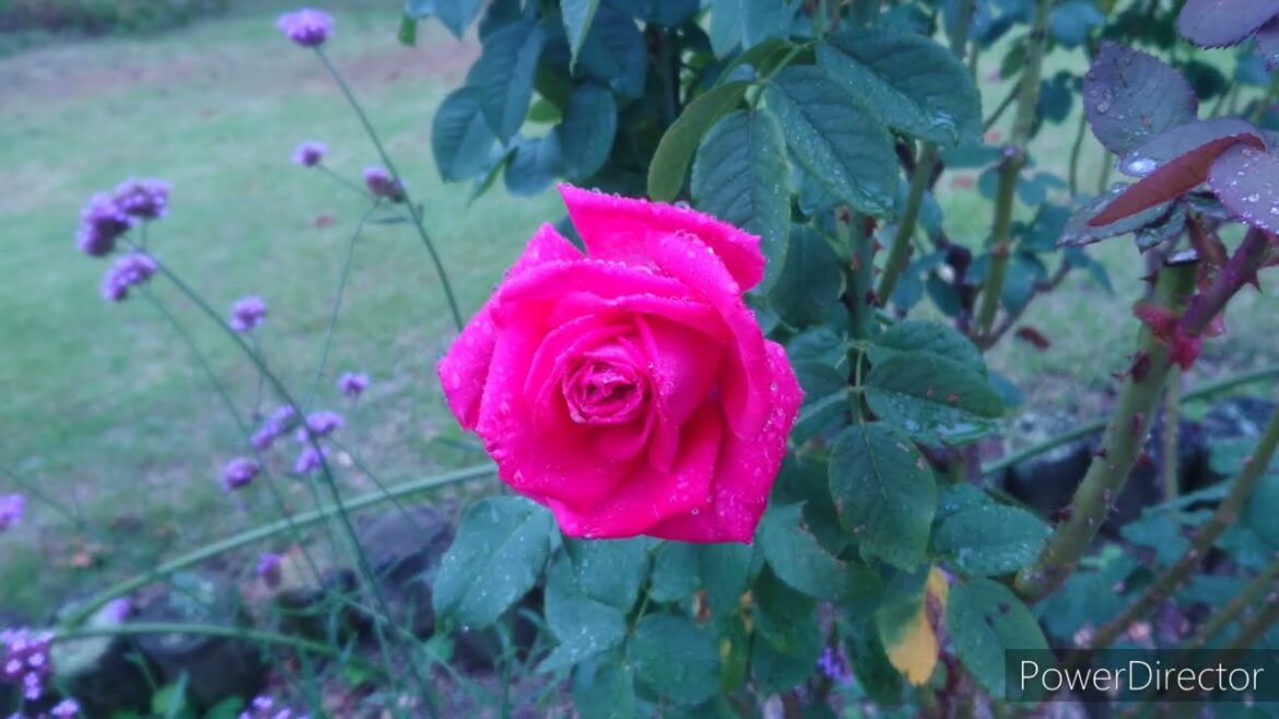 🌹Kitayama garden 02 in Kobe JAPAN.