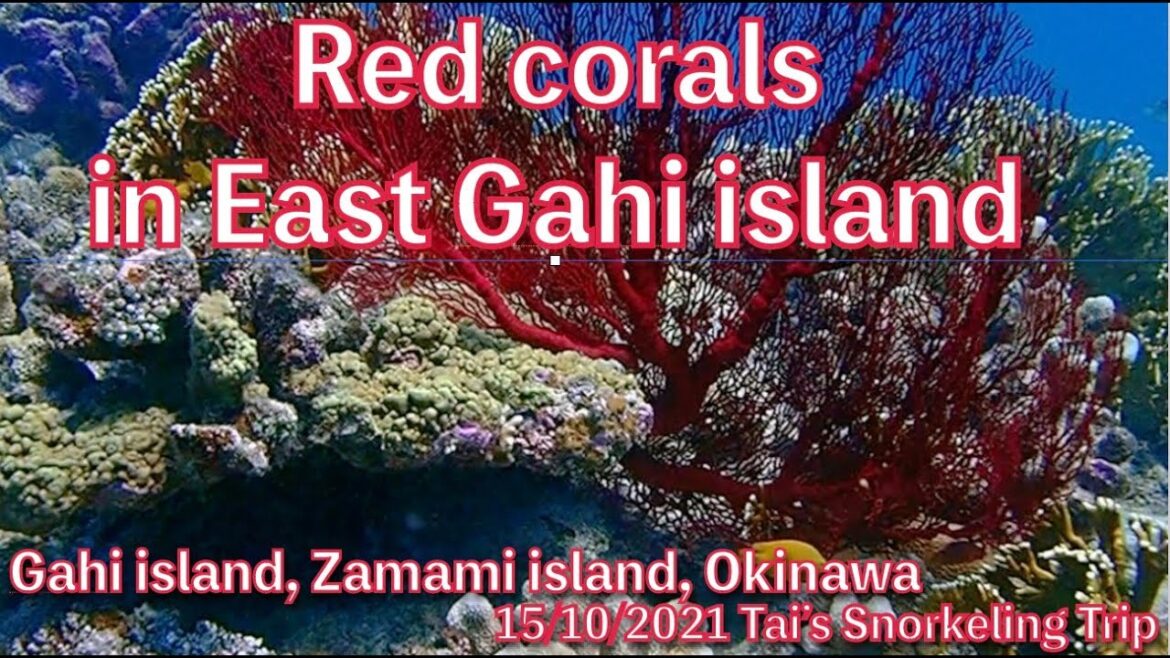 【#45 Tai’s Snorkeling Trip in Okinawa】East of Gahi island, Zamami island, Okinawa, Japan 【#45 Tai’s Snorkeling Trip in Okinawa】East of Gahi island, Zamami island, Okinawa, Japan