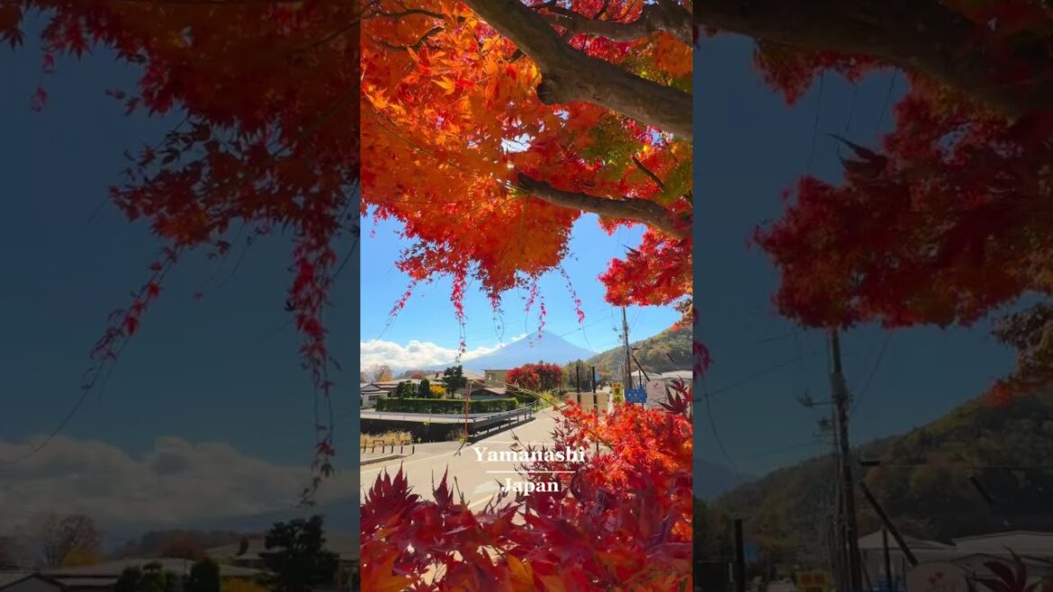 Autumn  Leaves  Near to The kawaguchi Lake