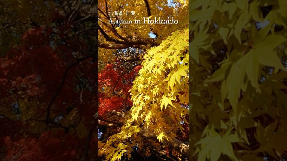 #北海道 #秋天 #北海道自由行 #autumn #japanvlog #日本紅葉 #紅葉 #北海道自由行景點
