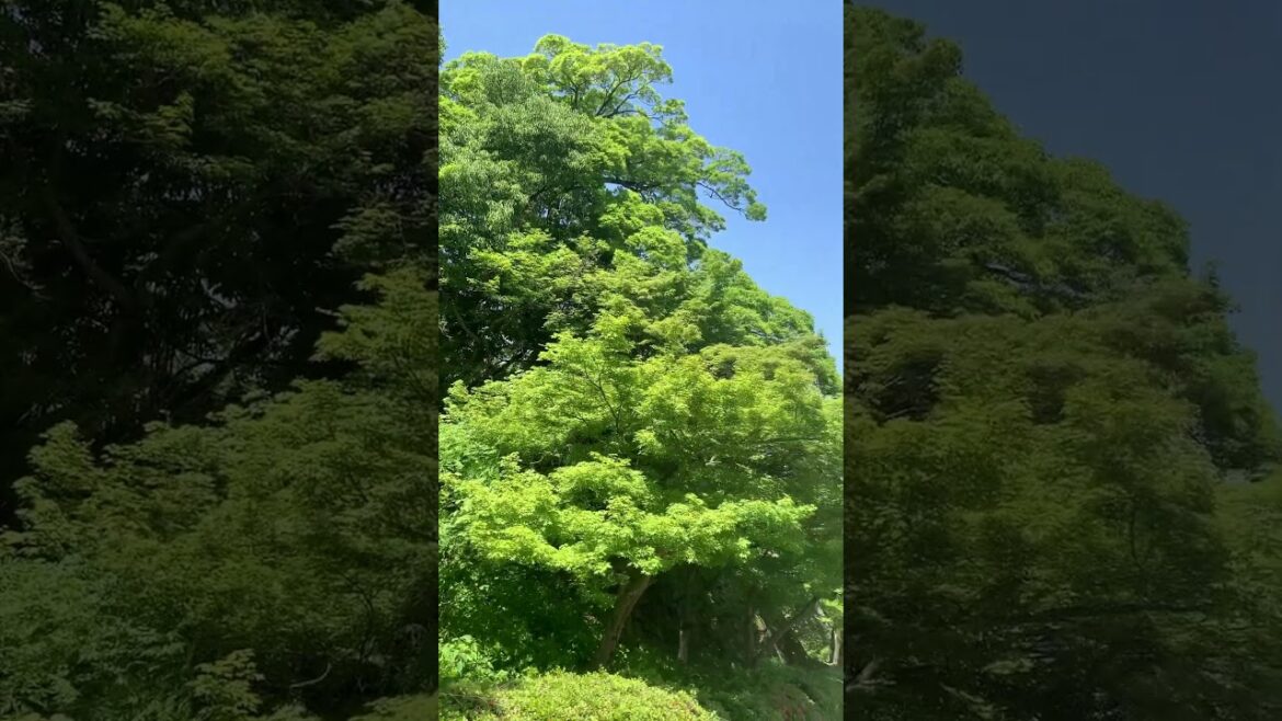 【日本100名城】丸亀城の石垣