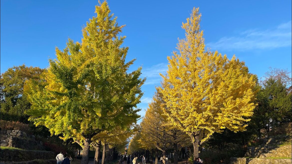 Explore The Golden Ginkgo Avenue To Experience The Magic Fall In Fukushima Explore The Golden Ginkgo Avenue To Experience The Magic Fall In Fukushima