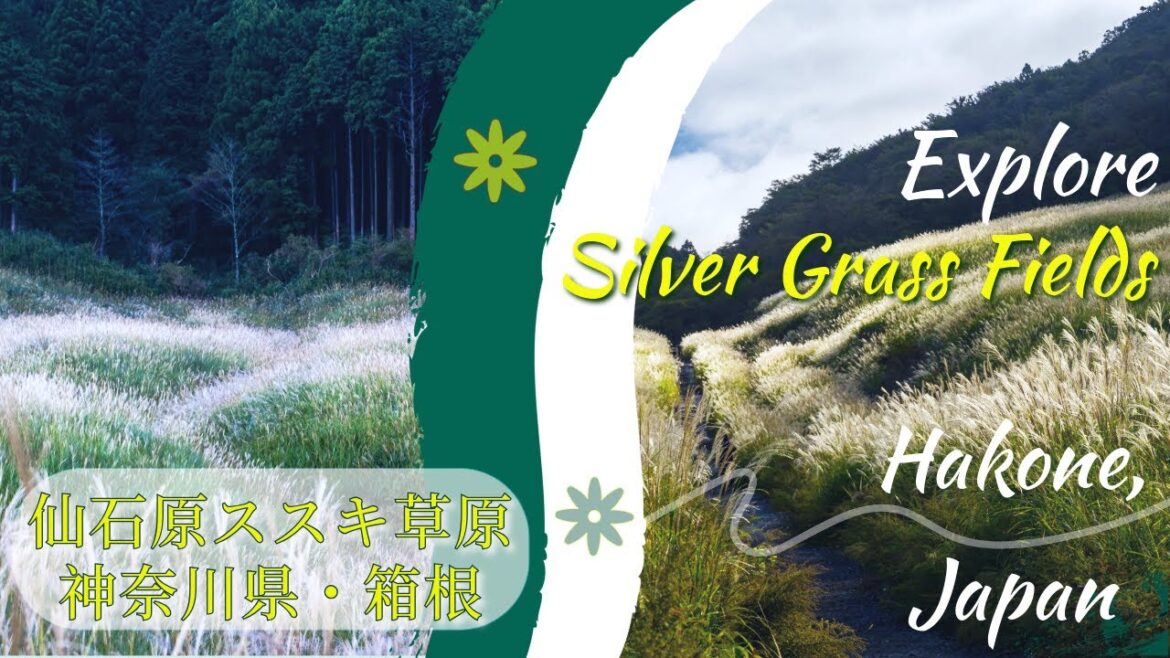 Photowalk at Sengokuhara Silver Grass Fields in Mt. Hakone・仙石原すすき草原のフォトウォーク Photowalk at Sengokuhara Silver Grass Fields in Mt. Hakone・仙石原すすき草原のフォトウォーク