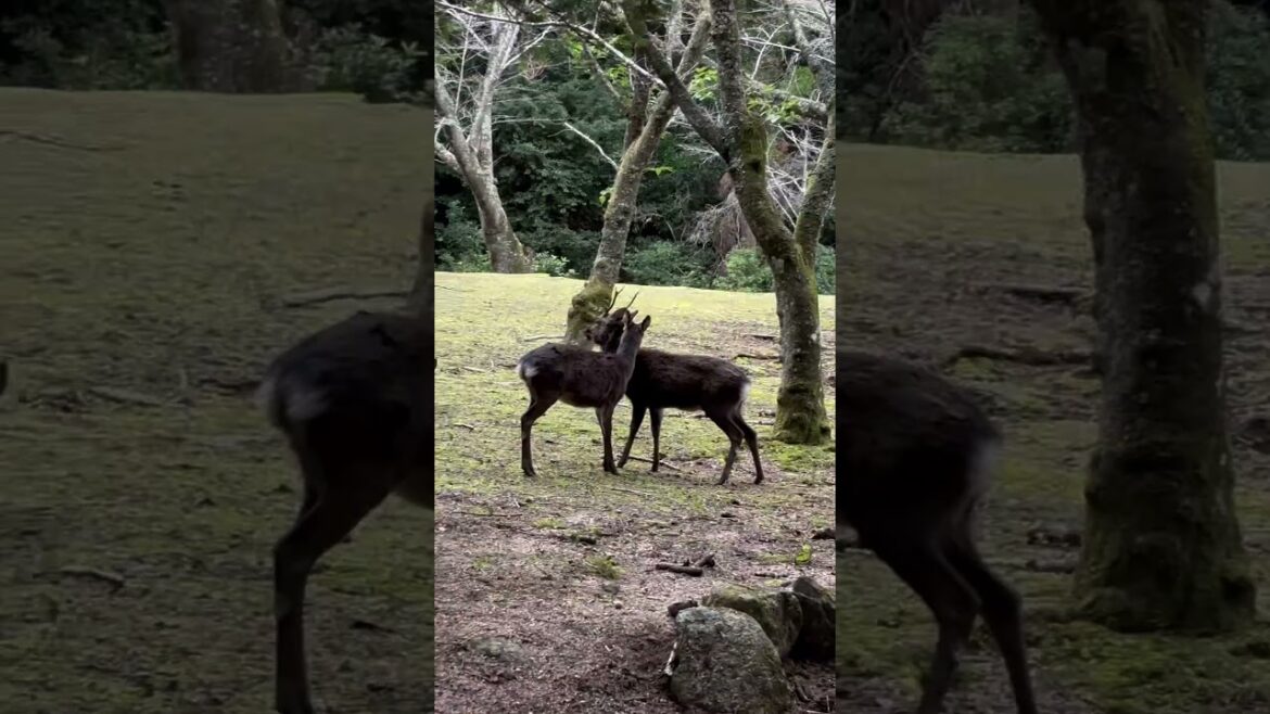 Day Trip to Miyajima Island from Hiroshima – Exploring Japan’s Iconic Shrine!