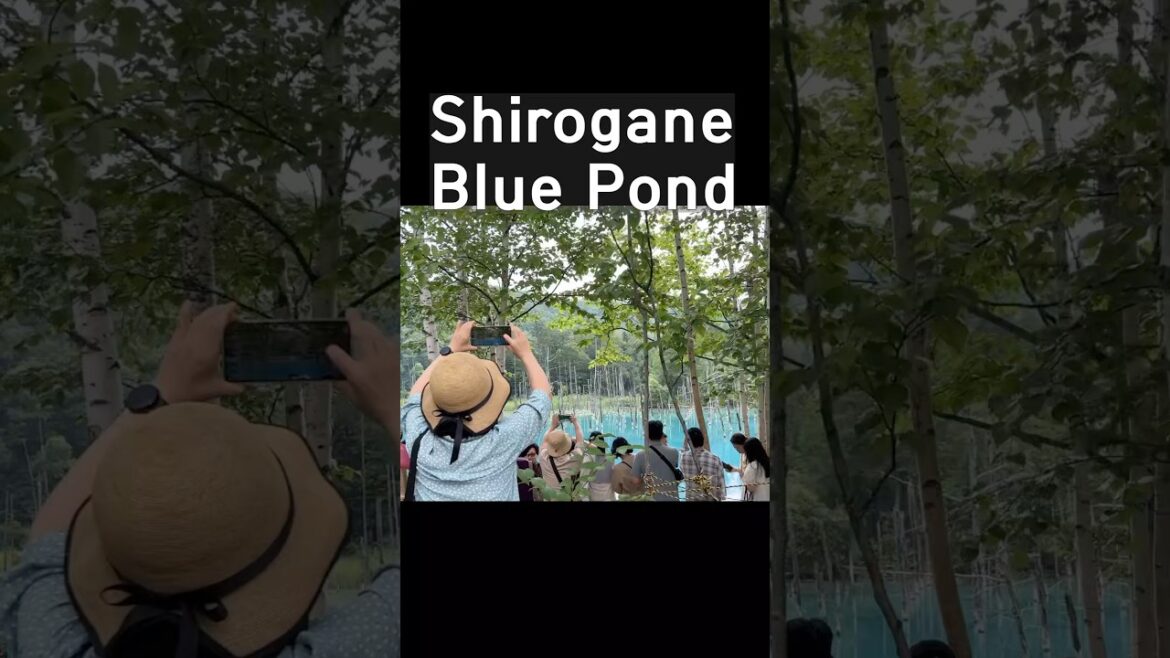 Shirogane Blue Pond. 비에이 청의 호수. 青い池 😍