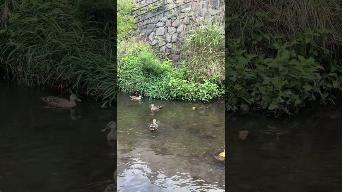 【函館】いっぱい！いっぱい！いっぱい！#Shorts