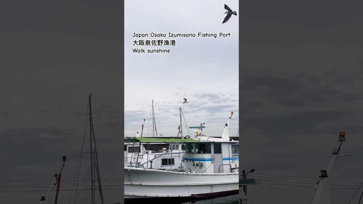(2024年10月撮影)#大阪泉佐野漁港#泉佐野漁港#Izumisano Fishing Port#osaka #fishing port (2024年10月撮影)#大阪泉佐野漁港#泉佐野漁港#Izumisano Fishing Port#osaka #fishing port