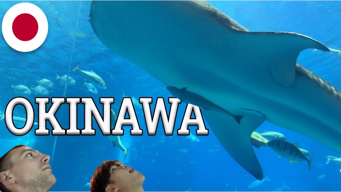 Biggest Fish In Okinawa