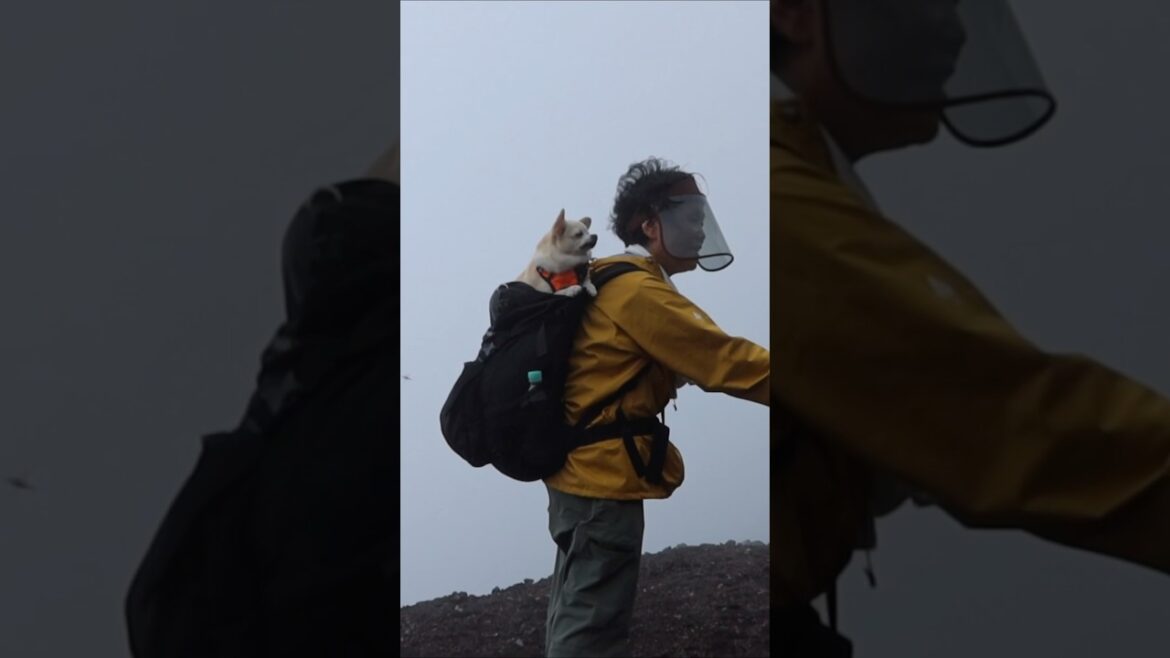 climbing mt fuji 🗻vlog now live! #japan #mtfuji #travelvlog #japantravel #japanvlog #hikejapan