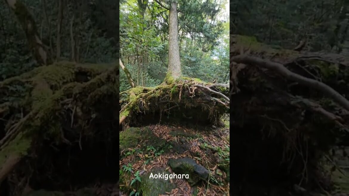 📍Aokigahara Forest,Japan #travel #scarystories #adventure