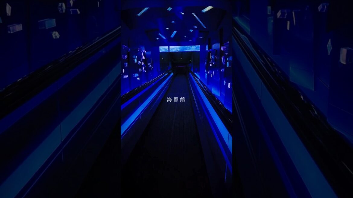 絶対に水族館に行きたくなる動画【海響館編】 #shorts #水族館 #海響館 #旅行 絶対に水族館に行きたくなる動画【海響館編】 #shorts #水族館 #海響館 #旅行