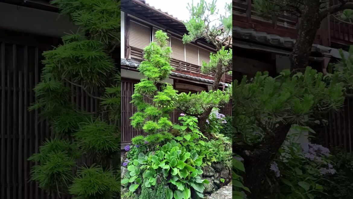 4 months in Asia – Nakasendo Trail Tsumago Magome, Japan 4 months in Asia - Nakasendo Trail Tsumago Magome, Japan