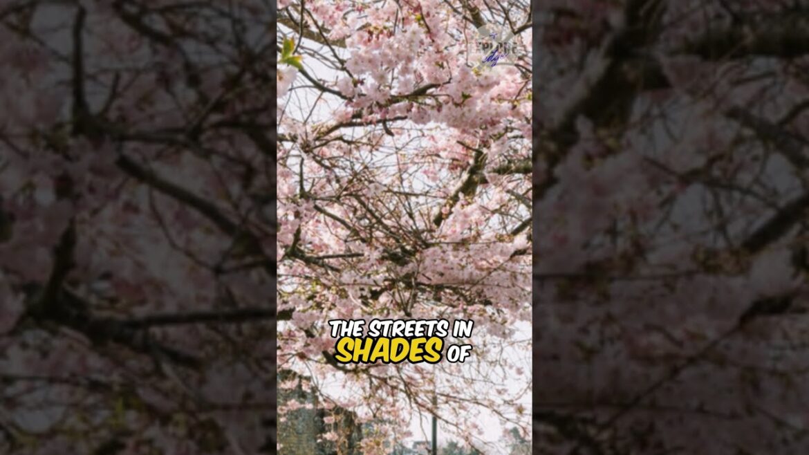 Kyoto, Japan #shortvideo #explore #travel #shorts #nature