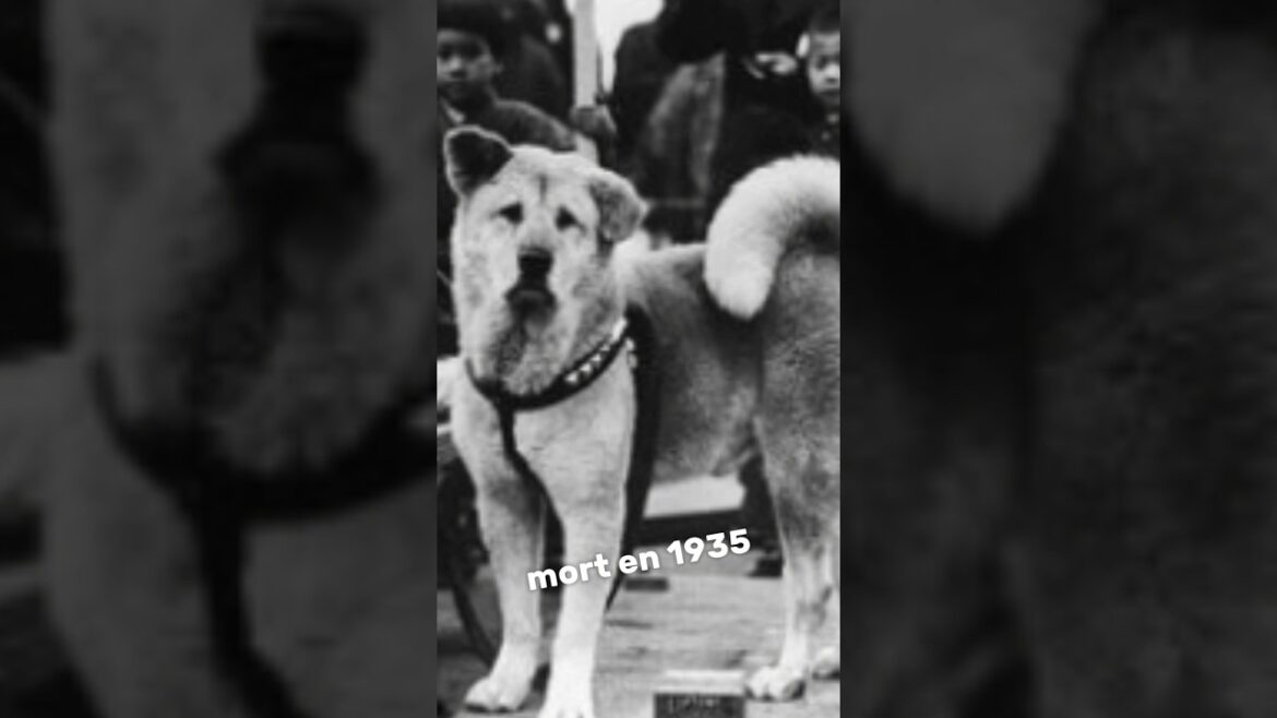 LE CHIEN LE PLUS FIDÈLE DU MONDE