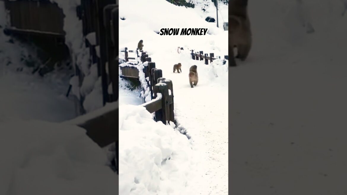 Snow Monkey in Nagano 🇯🇵 #snowmonkey #nagano #japan #snow #macaque #wheretogoinjapan