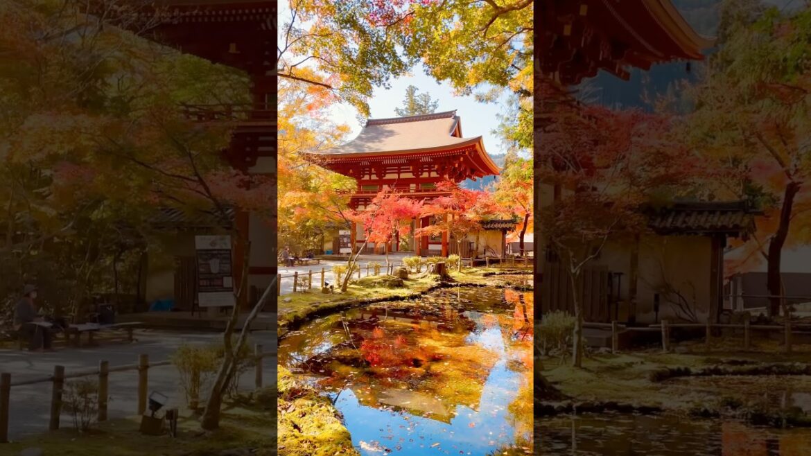 Fall foliage in Nara, Muroji temple (Uda city) ② #autumn #japan #pagoda #temple #mountains Fall foliage in Nara, Muroji temple (Uda city) ② #autumn #japan #pagoda #temple #mountains