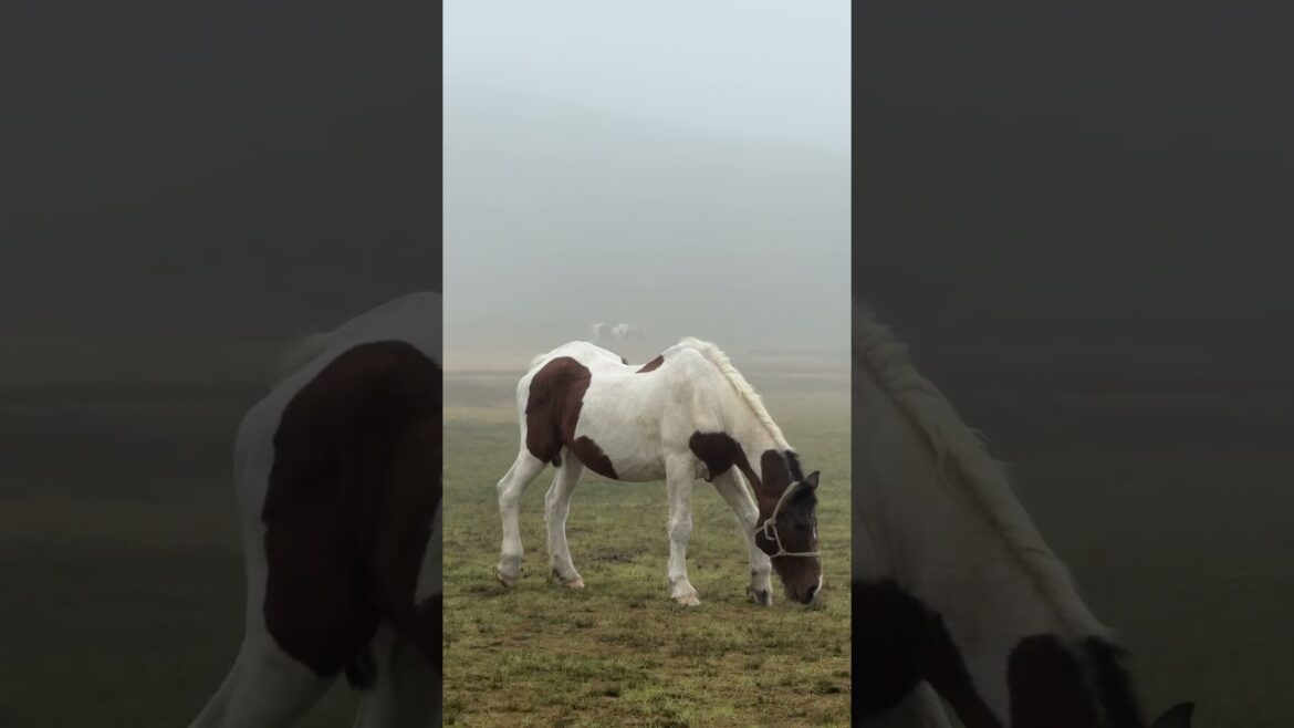 阿蘇山，草千里，米塚⛰️