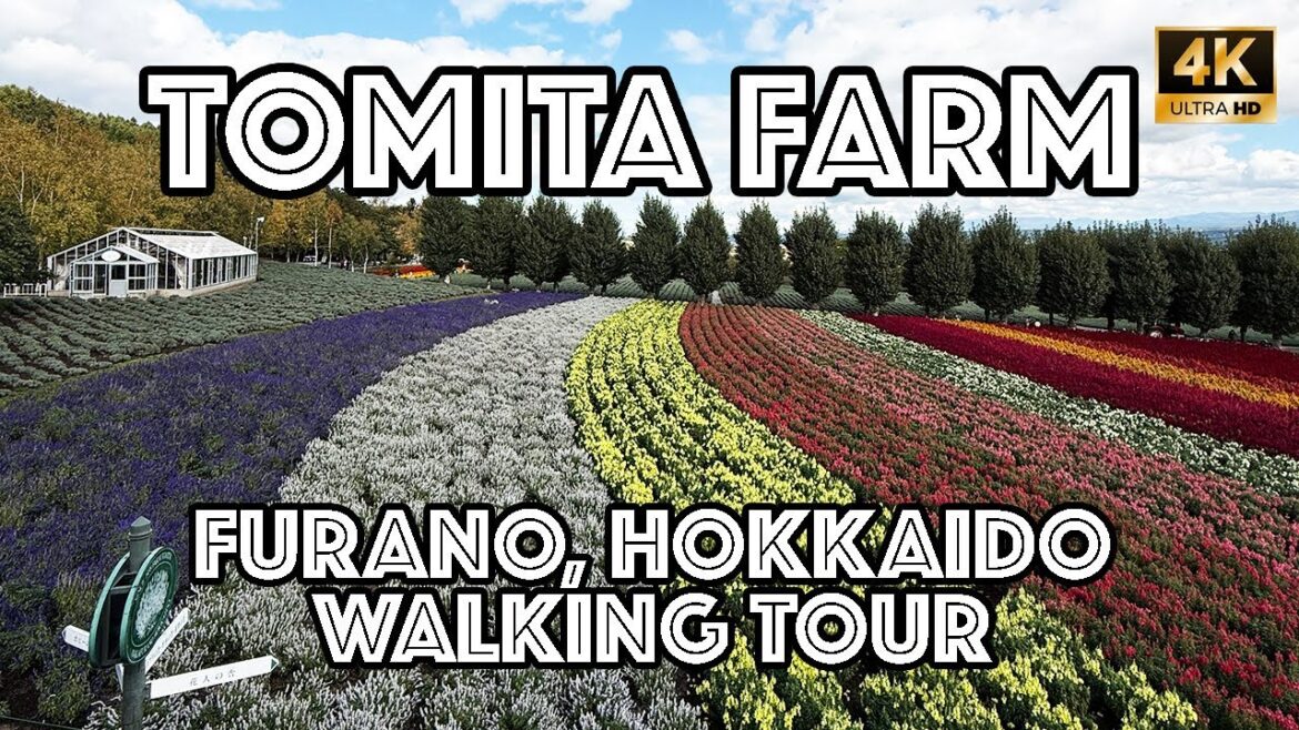 🌸🌺🌼🌷 Tomita Farm (ファーム富田) Beautiful Flower Gardens in Furano Hokkaido : Japan 2024 Fall Series [4k]