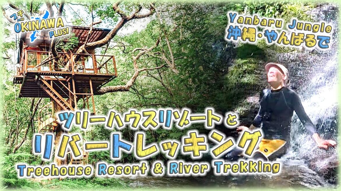 【沖縄・やんばるの森】🌳ツリーハウスリゾートとリバートレッキング🏞️(Treeful Treehouse)【Petit OKINAWA PLUS!】【🇯🇵字幕👂】 【沖縄・やんばるの森】🌳ツリーハウスリゾートとリバートレッキング🏞️(Treeful Treehouse)【Petit OKINAWA PLUS!】【🇯🇵字幕👂】
