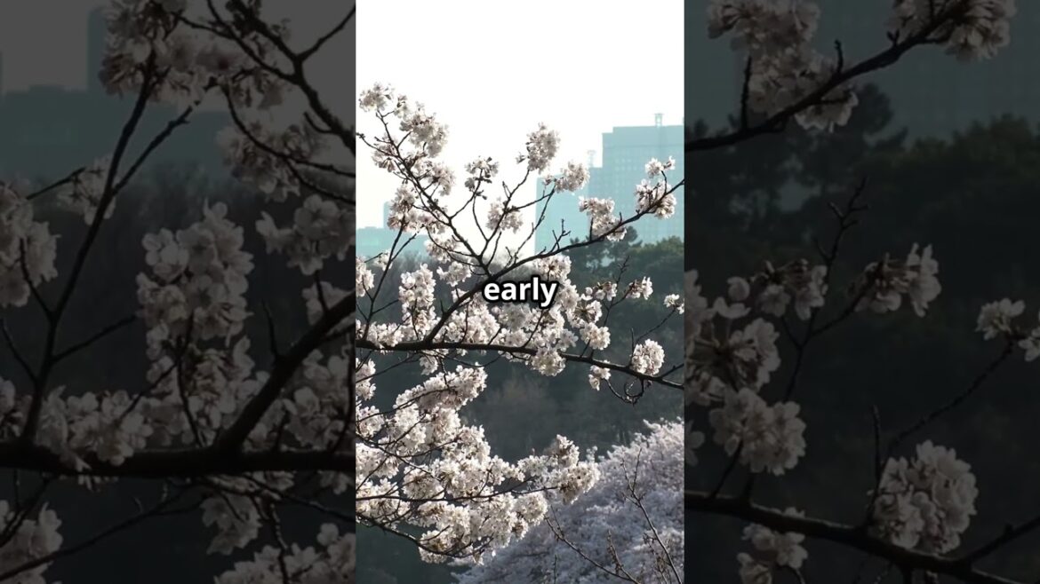 Japan’s Best Cherry Blossom Spots: Top 3 Must-Visit Locations #shorts