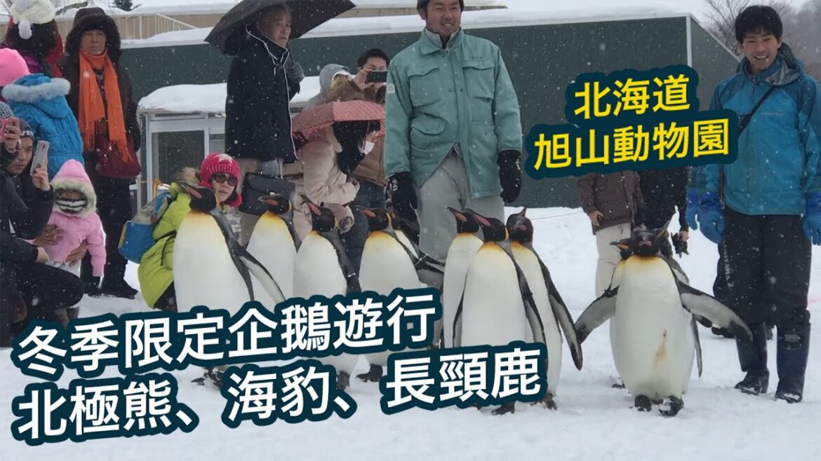 【北海道必去】旭山動物園冬季奇遇！近距離觀賞企鵝遊行｜北極熊、海豹、長頸鹿與冰雪的邂逅｜日本北海道自由行 #旅行 #日本 #北海道 #旭川 #動物園 #雪 #travel #japan #zoo