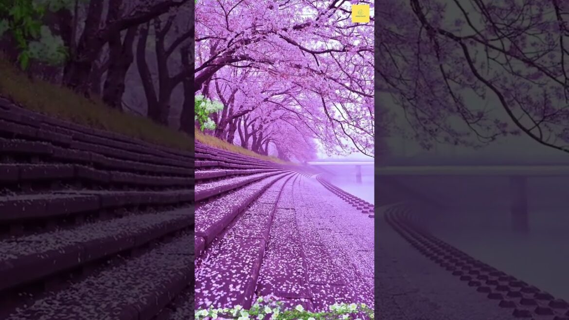 Beautiful Place in Japan #adventure #travel #explore #beautiful #nature #places #shorts