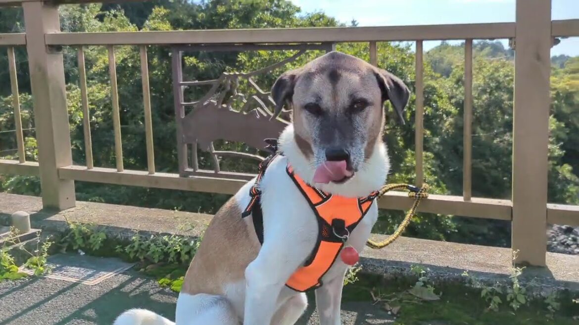 dog's adventure in Shizuoka 🐾