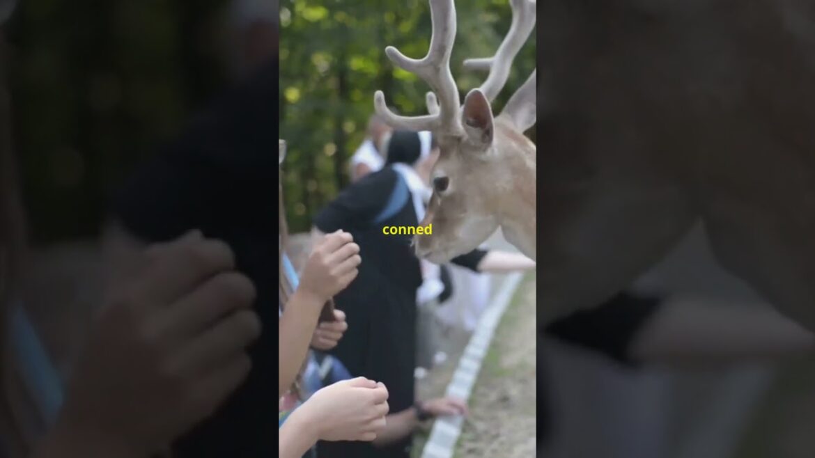 Top Japanese Tourist Trap Mistakes! Top Japanese Tourist Trap Mistakes!