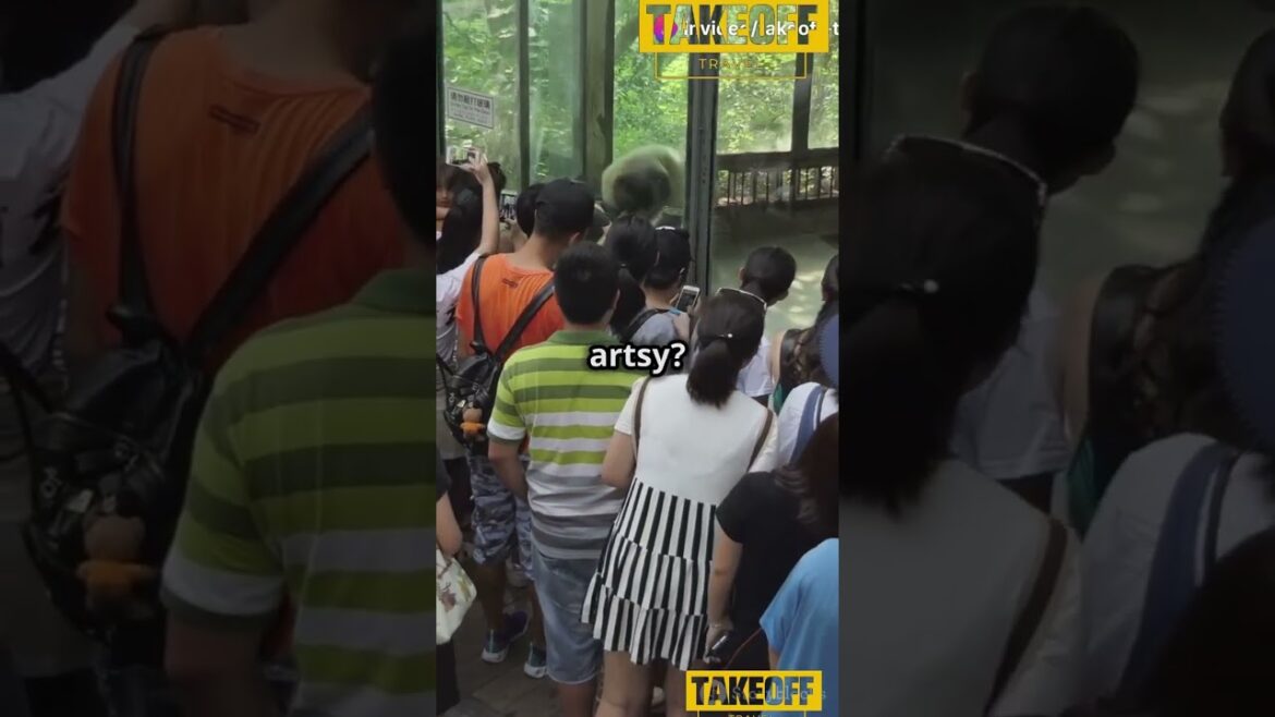 24 Hours in Tokyo  Must See Spots! travel hacks, adventure travel