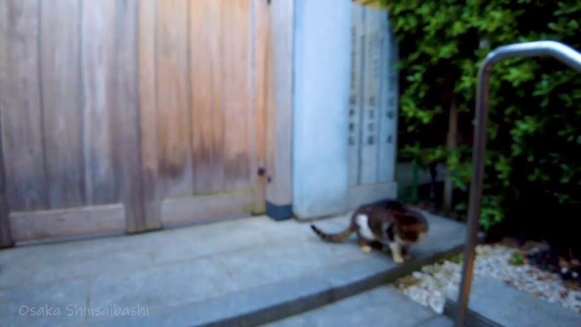 🔴Japan Walk♪ 24/7🍣🐶Osaka, Kyoto, Hokkaido.etc💝