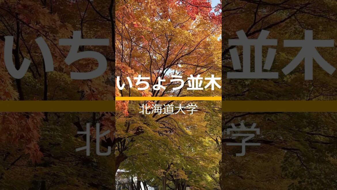 北海道旅行3日目ショート#初めての北海道#北大いちょう並木#六花亭札幌本店#札幌駅#新千歳空港