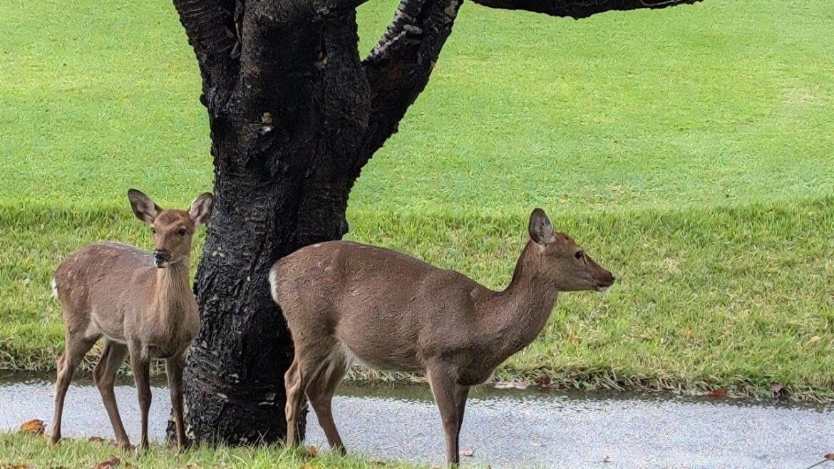 Japan Hakone - Prince Hotel Room Tour