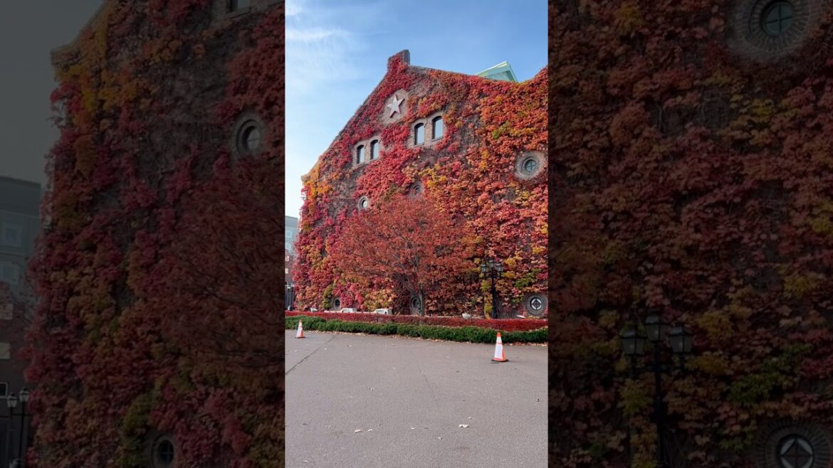 Sapporo, Japan – the last of autumn – November 16, 2024 Sapporo, Japan - the last of autumn - November 16, 2024