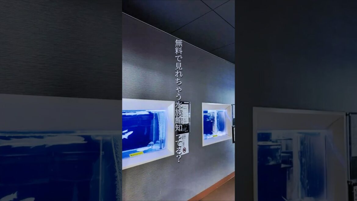 とある道の駅にある無料で見れちゃう水族館に行ってみたら、穴場すぎて最高だった… #shorts #水族館 #道の駅 #無料
