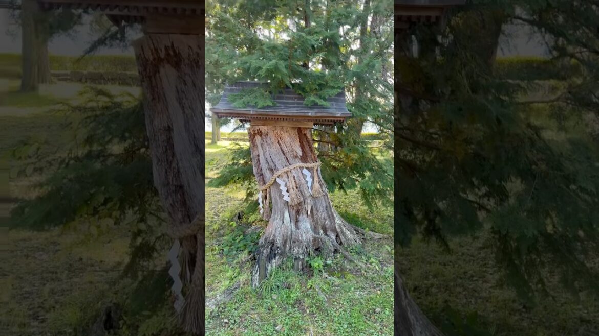 “4K Castle Tour in Kyoto – Nature, History, Beauty!” #travel #kyoto #hokkaido