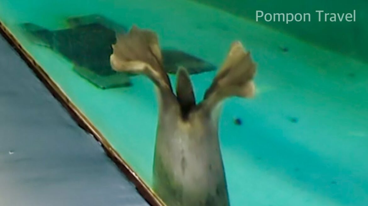 きみはイソギンチャクのモノマネをしてるの？ ワモンアザラシ｜おたる水族館