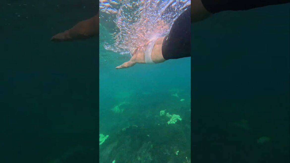 Swim stories Nov 4th 2024 #okinawa #beach #underwater#openwaterswimming