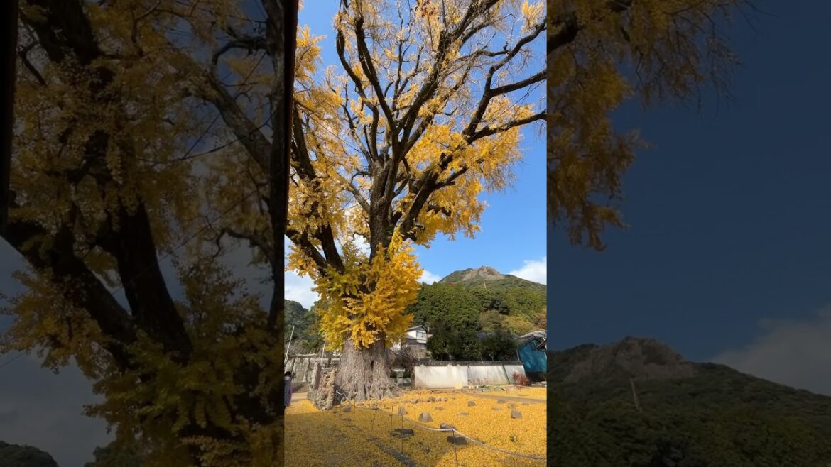 Oichi - Big Gingko Tree in Arita, Saga, Japan 🇯🇵