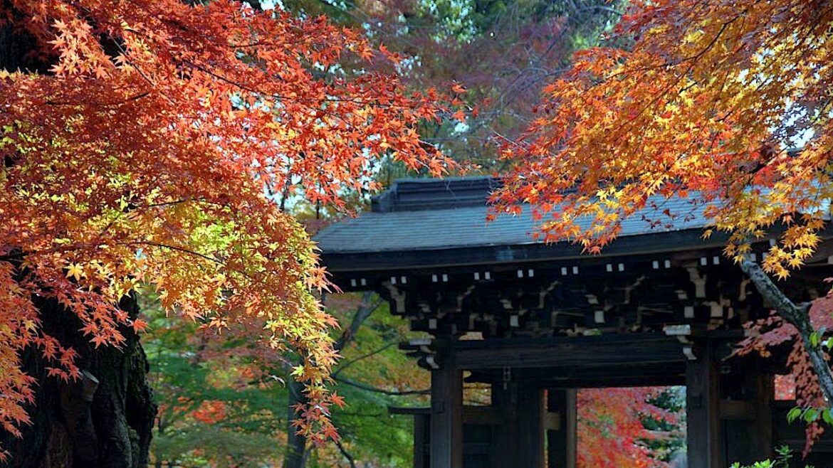 Looking for Autumn Leaves, Tozenji Temple, and more! | JAPAN LIVE STREAMS 2024